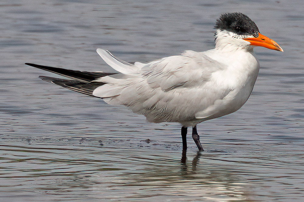 Caspian tern